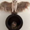 Owl - Image 2
