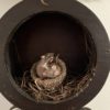 Owl - Image 3