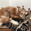 Kitty cat and mouse - Image 6